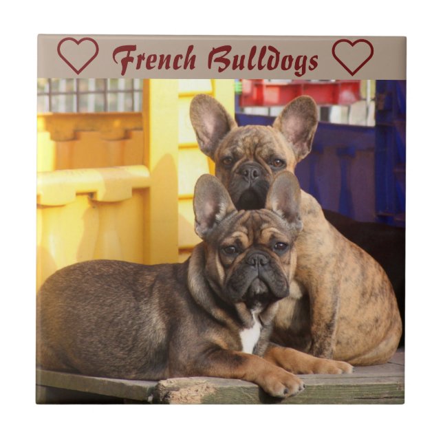 Französische Bulldoggen Friends French Bulldog Fliese (Vorderseite)