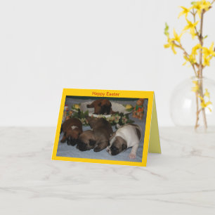 Französische Bulldoggen Grußkarte Ostern Karte