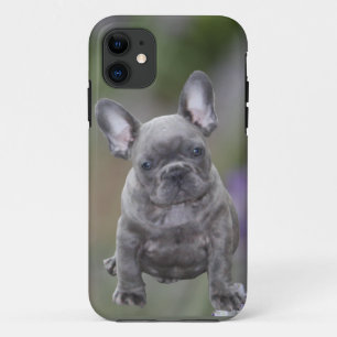 Französische Bulldoggen IPhone 11 Pad Hülle