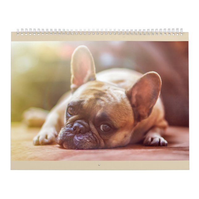 Französische Bulldoggen-Kalender Kalender (Titelbild)