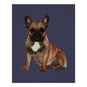 Französische Bulldoggen Poster
