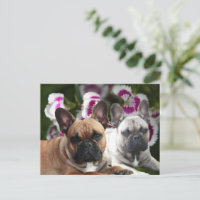 Französische Bulldoggen Postkarte