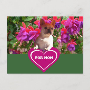 Französische Bulldoggen Postkarten