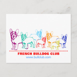 Französische Bulldoggen Postkarten