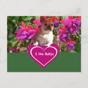 Französische Bulldoggen Postkarten