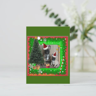 Französische Bulldoggen Weihnachten French Bulldog Postkarte