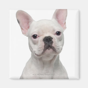 Französische Bulldoggen-Welpe (5 Monate alte) Magnet