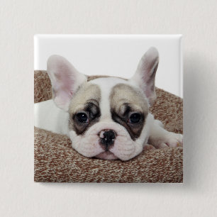 Französische Bulldoggen-Welpe, der in einem Button