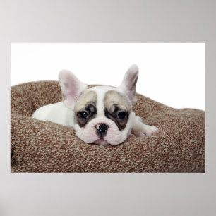 Französische Bulldoggen-Welpe, der in einem Poster