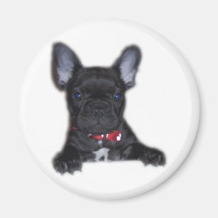 Französische Bulldoggen-Welpe Magnet