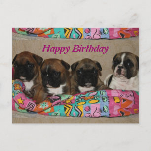 Französische Bulldoggen Welpen French Bulldog  Postkarte