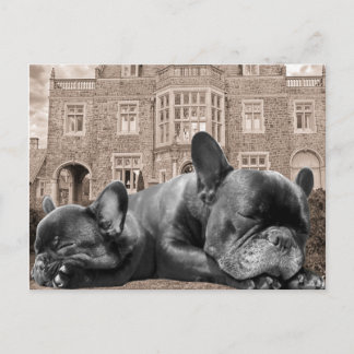 Französische Bulldogs Postkarte