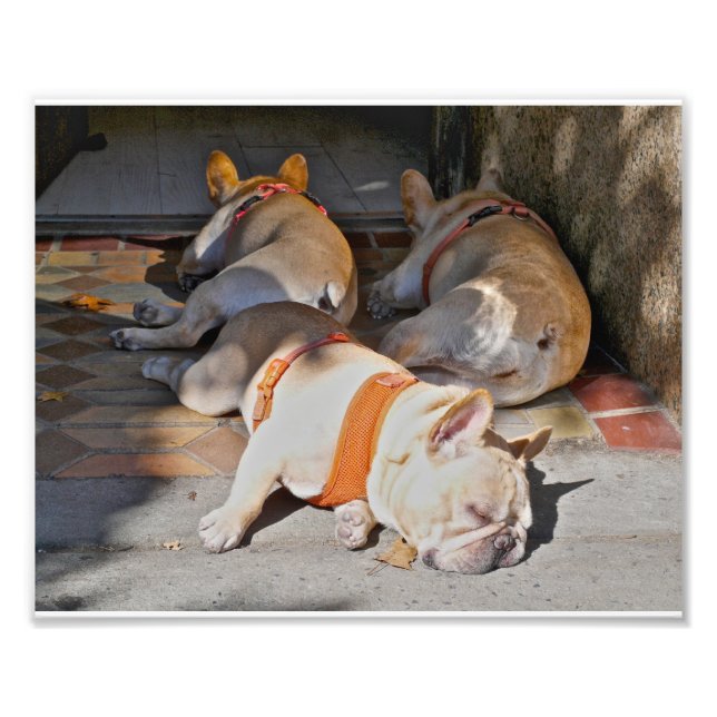 Französische Bulldogs Schlafen Fotodruck (Vorne)