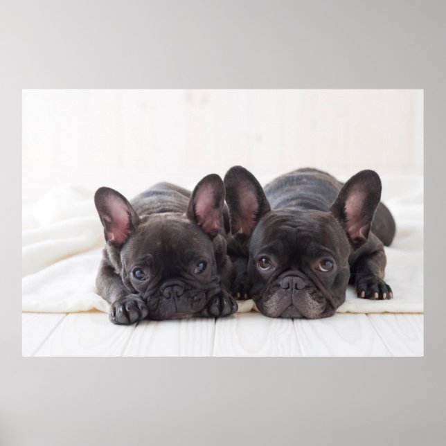 Französische Bullhunde schnurrten auf der Decke Poster (Vorne)
