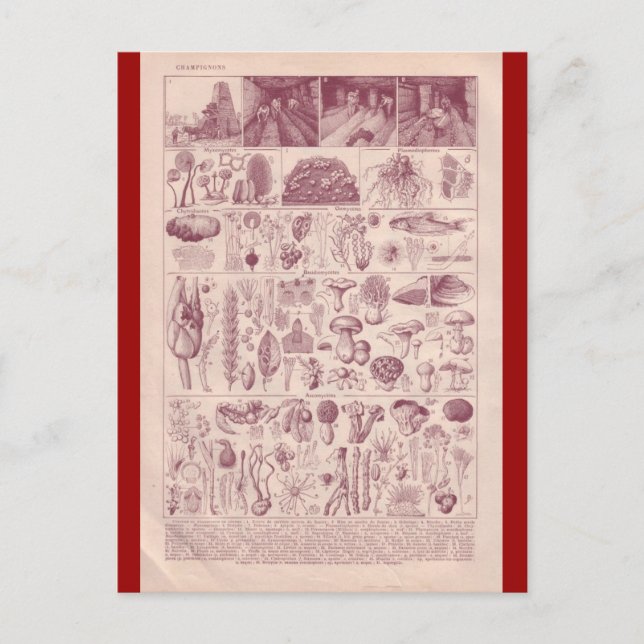 Französische Enzyklopädie 1920, Pilze Postkarte (Vorderseite)