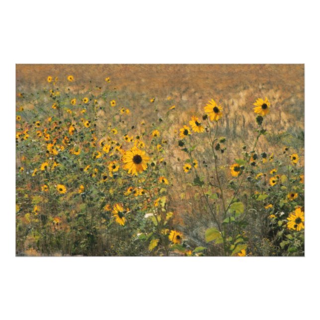 Französische Impressionistische Sonnenblumen Fotodruck (Vorne)
