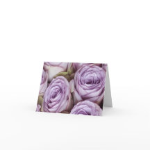 Französische Lavendel-Rose