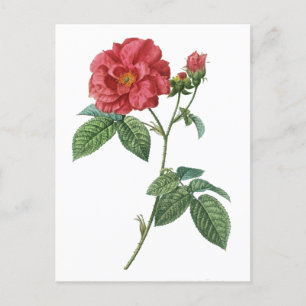 Französische Rose (Rosa gallica) Postkarte