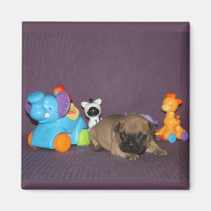 Französischen Bulldoggen kleiner Welpe Bulldog Magnet
