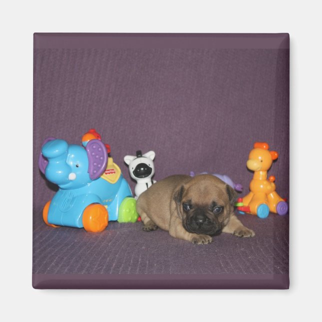 Französischen Bulldoggen kleiner Welpe Bulldog Magnet (Vorne)