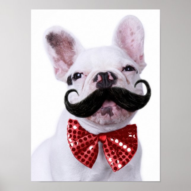 Französischer Bull Doppy Welpe mit Mustache Poster (Vorne)