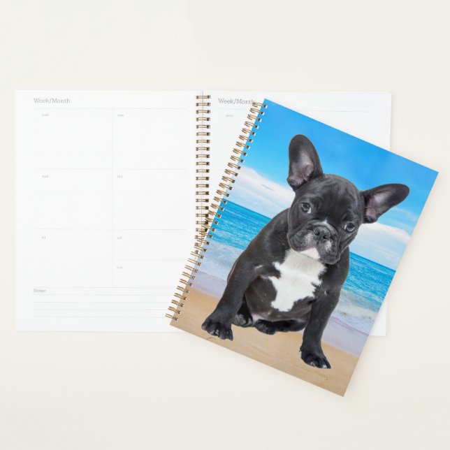 Französischer Bulldog am Strand Planer (Anzeige)