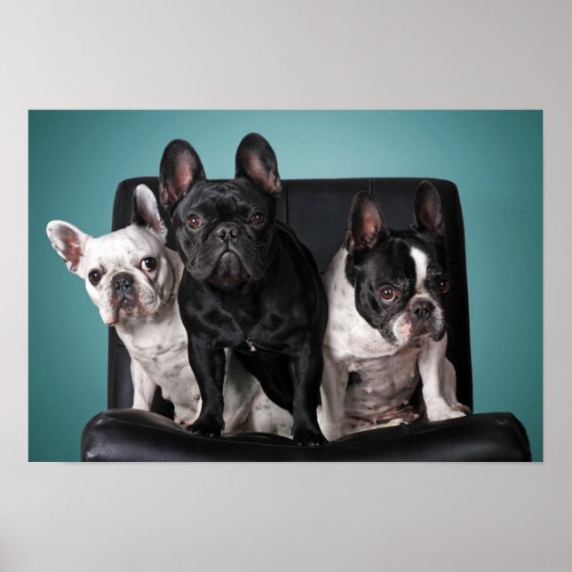Französischer Bulldog auf dem Stuhl Poster (Vorne)