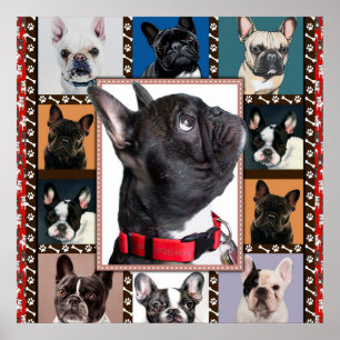 Französischer Bulldog-Blanket, französischer Bulld Poster