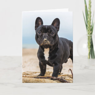 Französischer Bulldog, der im Sand spielt Karte