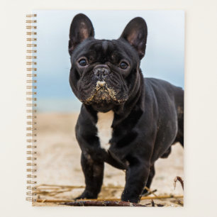 Französischer Bulldog, der im Sand spielt Planer