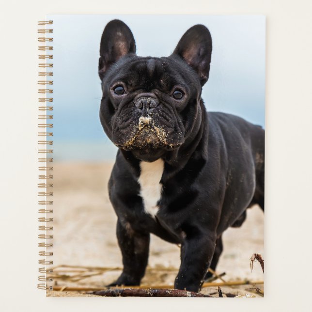 Französischer Bulldog, der im Sand spielt Planer (Vorderseite)