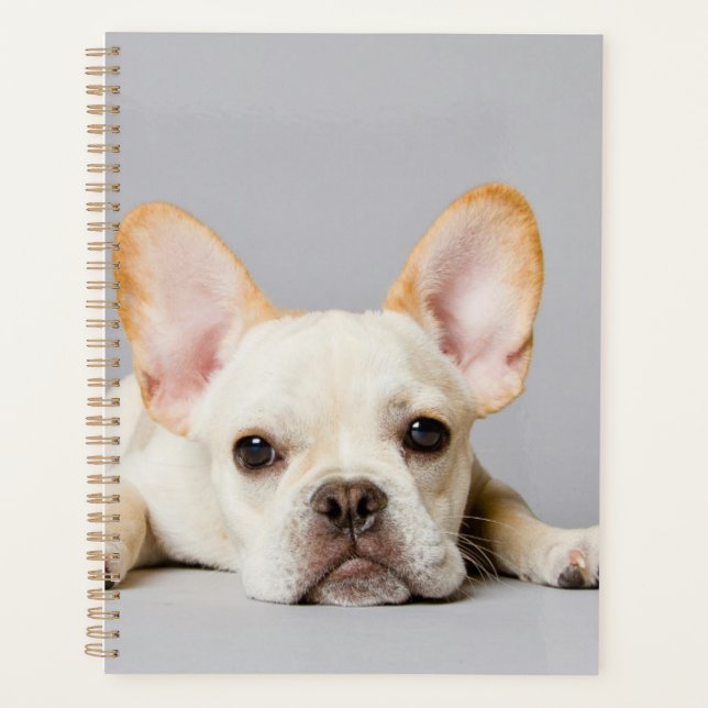 Französischer Bulldog fliegt ab Planer (Vorderseite)