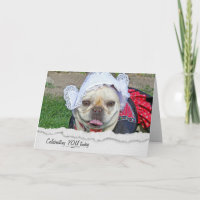 Französischer Bulldog in niederländischer Kostüm G