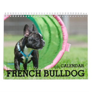 Französischer Bulldog-Kalender 2025 Kalender