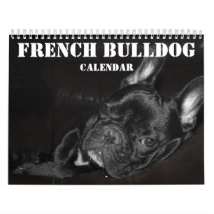 Französischer Bulldog-Kalender 2025 mit Fotos Kalender