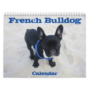 Französischer Bulldog-Kalender 2026 - Design Kalender