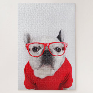 Französischer Bulldog mit Brille und Shirt