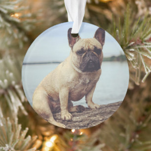 Französischer Bulldog Ornament