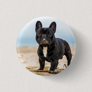 Französischer Bulldog-Spieler im Sand Button
