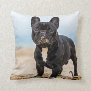 Französischer Bulldog-Spieler im Sand Kissen
