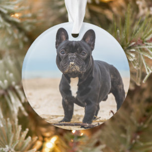 Französischer Bulldog-Spieler im Sand Ornament