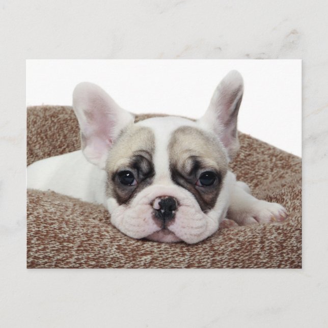 Französischer Bulldog Welpe, der in einem Hundebet Postkarte (Vorderseite)
