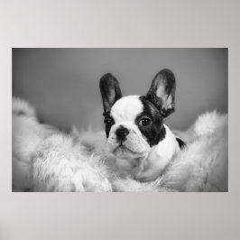 Französischer Bulldog-Welpe Poster