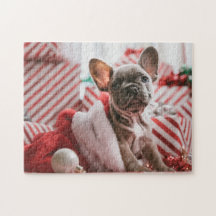 Französischer Bulldog zu Weihnachten