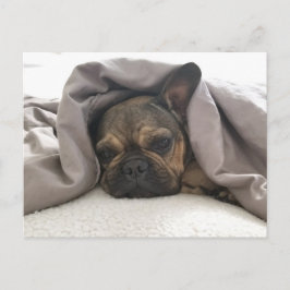 FRANZÖSISCHER BULLDOGGE RUHEND ENTSPANNEND POSTCRO POSTKARTE