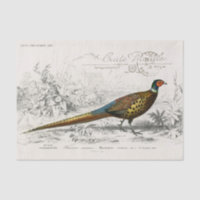 Französischer Fasan Vogel Carte Postale Decoupage