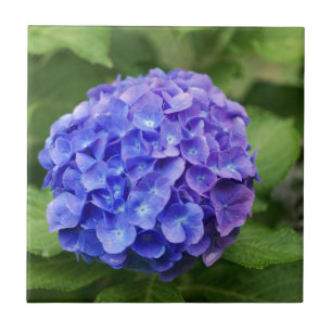 Französischer Hydrangea (Hydrangea macrophylla) Fliese