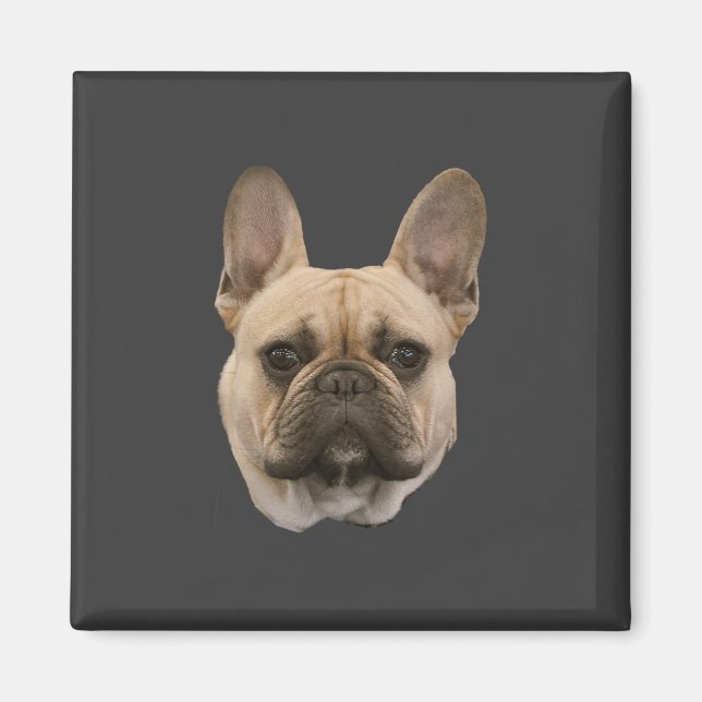 Französisches Bulldog-Foto - Niedliches Gesicht Magnet (Vorne)