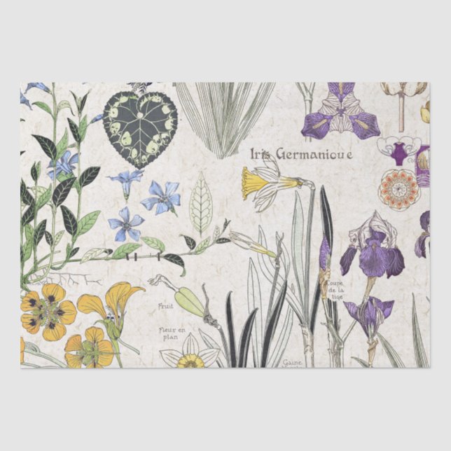 Französisches Kunst Nouveau Seidenpapier (Vorderseite)