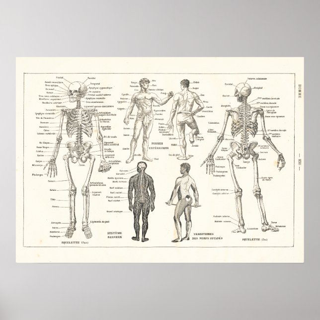 Französisches Skeleton Anatomy Vintag Chart 1800er Poster (Vorne)